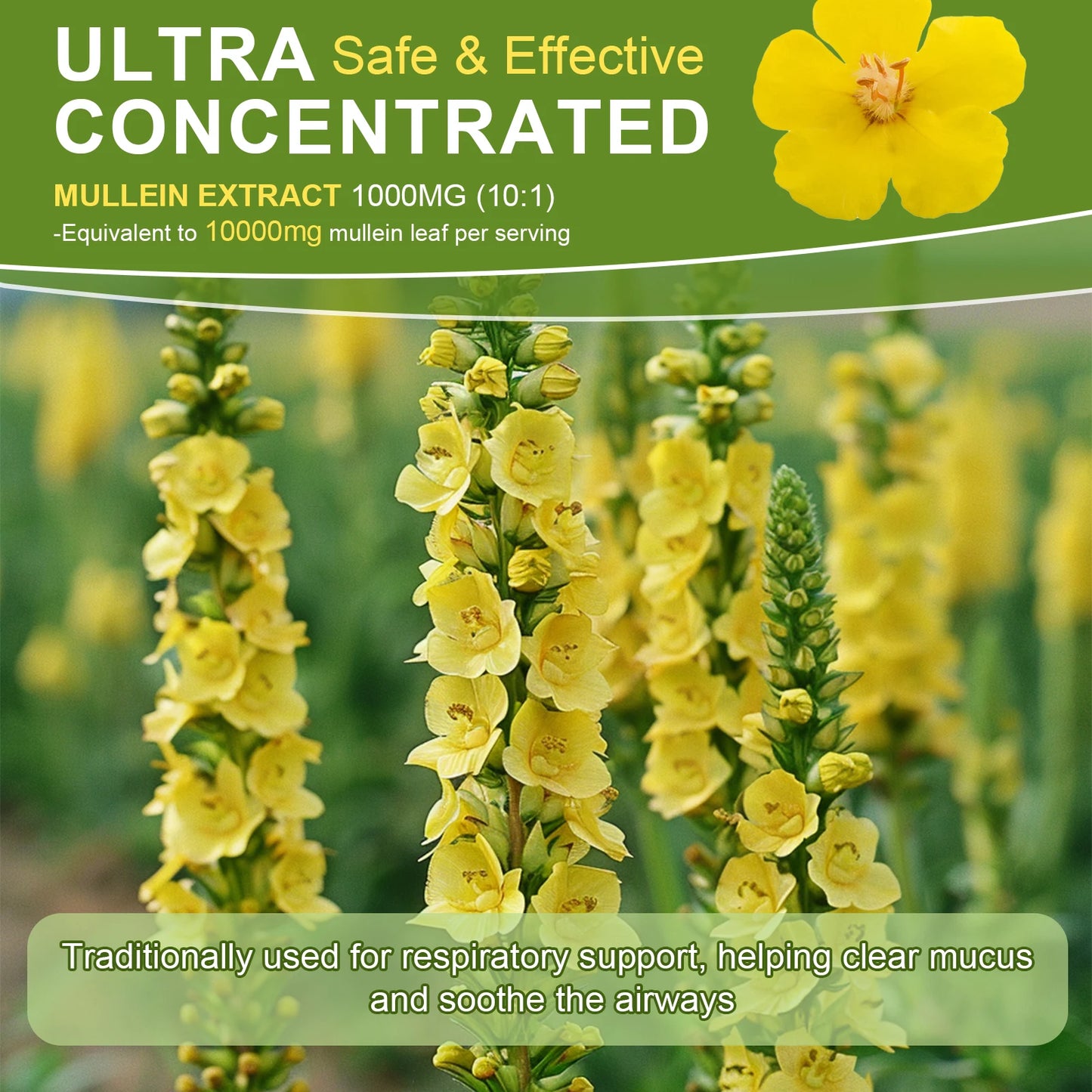 Mulittea Mullein Drops For Respiratory Support And Immunity